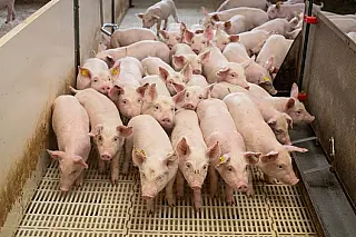 Mercado global de suínos à vista para Mato Grosso do Sul com a retirada de vacinação