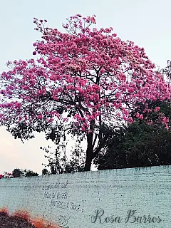 A beleza dos Ipês tornam Ivinhema ainda mais linda!