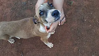 PMA divulgou volume de autuações por maus tratos a animais