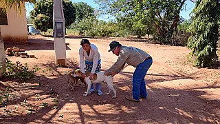 Campanha já vacinou 280 cães e gatos contra raiva na zona rural de Selvíria