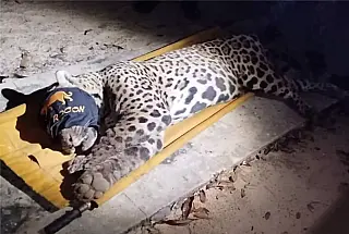 Onça que matou caseiro no Pantanal é capturada