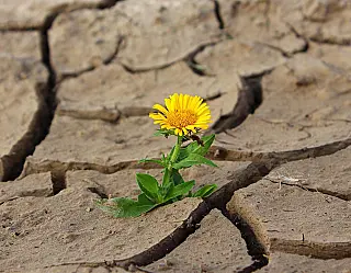 Dia Mundial de Combate à Desertificação e à Seca