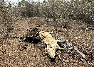 PMA aplica multa de R$ 432 mil por maus-tratos a gado em Cassilândia