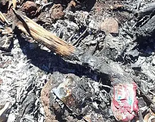 Idoso queima filhotes de cachorro vivo e amarra outros em saco plástico