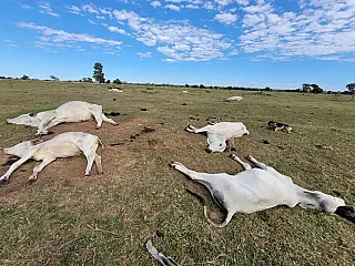 Sobe para 1.537 número de cabeças de gado mortas pelo frio em MS