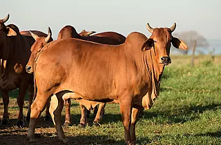 Vaca agressiva é abatida por policiais na MS-240 em Paranaíba