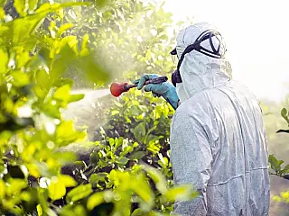 Contaminação por agrotóxicos em aérea da comunidade Guarani Kaiowá é alvo de investigação