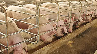 Suinocultores se reúnem em Dourados para debater mercado e sustentabilidade