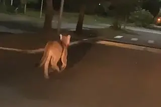 Onça-parda é flagrada correndo por bairro de Paranaíba durante a madrugada