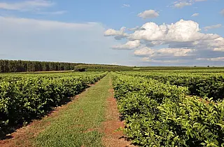 Citricultura injeta R$ 2,4 bilhões e diversifica base produtiva em MS