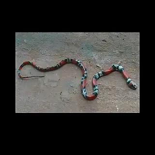 Cobra coral aparece em residência na vila Santa Rita, Cassilândia