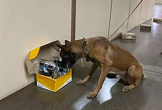 Cães farejadores acham cocaína que seria enviada para a Irlanda