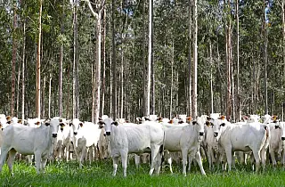 Com área livre de aftosa, trânsito de bovinos de MS para todo o território nacional está liberado