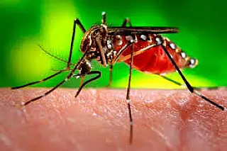 Município teve mais de 100 casos confirmados de dengue em 2019