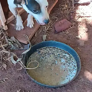 Polícia prende homem por servir feijoada de domingo para 4 cães e deixá-los acorrentados e sem água