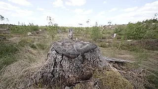 Desmatamento sem autorização ambiental é alvo de investigação do MPMS