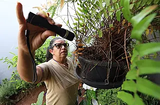 Chikungunya ultrapassa 12 mil casos prováveis em MS