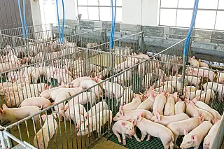 Suinocultura cresce 50% e recebe R$ 300 milhões em incentivos