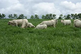 Produção de carne orgânica e sustentável é realidade no Pantanal