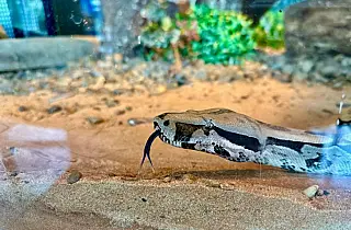 Embaixadora da conscientização ambiental no Bioparque, jiboia é apresentada ao público