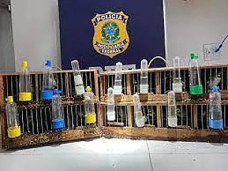 Homem é detido com 48 aves silvestres em ônibus; três encontradas mortas