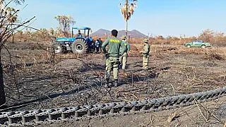 Justiça manda retirar gado de áreas degradadas no Pantanal