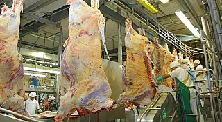 Precoce MS cumpre seu papel, e contribui para carne do MS ser reconhecida como a melhor do país.