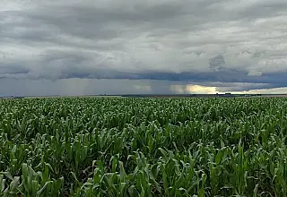 MS terá chuva acima da média e maior risco de cheia no Pantanal com El Niño