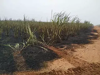 Justiça manda usina recuperar 123 hectares incendiados por colheitadeira
