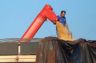 Mato Grosso do Sul bate recorde na produção de milho