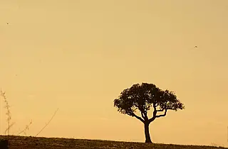 Sexta-feira tem previsão de altas temperaturas e tempo seco em Mato Grosso do Sul
