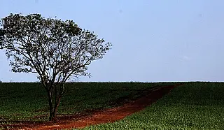 Chuva se mantém no centro-sul de MS e deixa temperaturas amenas nesta quarta