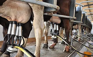 Produção de leite cai em MS apesar do aumento no valor do litro pago aos produtores