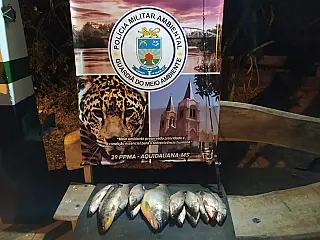 Sidrolândense foi autuado em flagrante por pratica crime ambiental