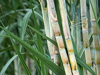 Cana-de-açúcar lidera agricultura em Paranaíba