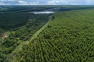 Selvíria pode perder R$ 12 milhões por mês com área de silvicultura, aponta estudo