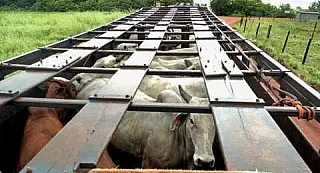 Capataz de fazenda tenta subornar PM com R$ 10 mil para não ser preso por furto de gado