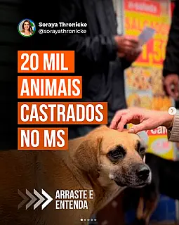 Investimento de R$ 5 milhões impulsiona castração gratuita em MS