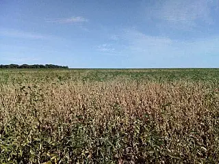 Estiagem afeta soja e colheita deve cair para 9 milhões de toneladas