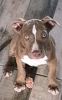 Bêbada, mulher tenta esganar a filha e mata cão pitbull