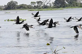 Pantanal é ponto de parada e alimentação para 190 espécies de aves migratórias