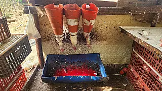 Polícia Civil fecha abatedouro clandestino de frangos em área de mata
