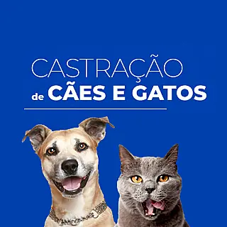 Prefeitura e Governo de MS farão mutirão de castração de cães e gatos dias 1 e 2 de dezembro