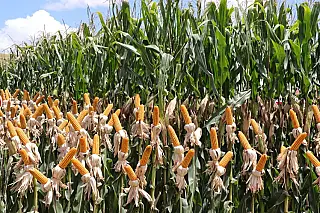 Mato Grosso do Sul bate recorde e supera 14 milhões de toneladas de milho
