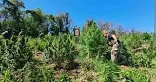 Polícia paraguaia desarticula centro de produção com mais de 25 toneladas de maconha