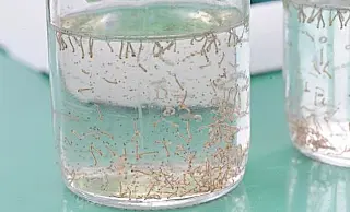 Mato Grosso do Sul registra mais de 5 mil casos confirmados de dengue em 2025