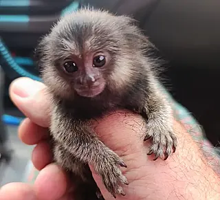 PMA resgata filhote de macaco-prego encontrado em caminhão em Cassilândia