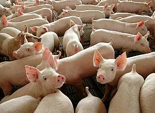 Caem as exportações de carne suína em MS, porém tendência econômica é de elevação nos próximos meses