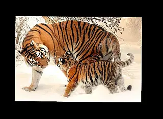 Dia Internacional do Tigre