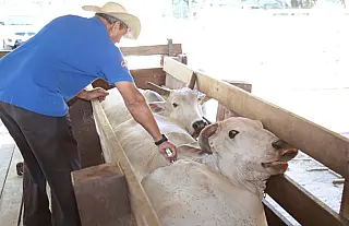 Publicada portaria que proíbe vacinação contra febre aftosa em MS